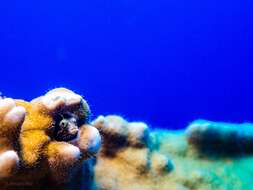 Image of Spiny blenny