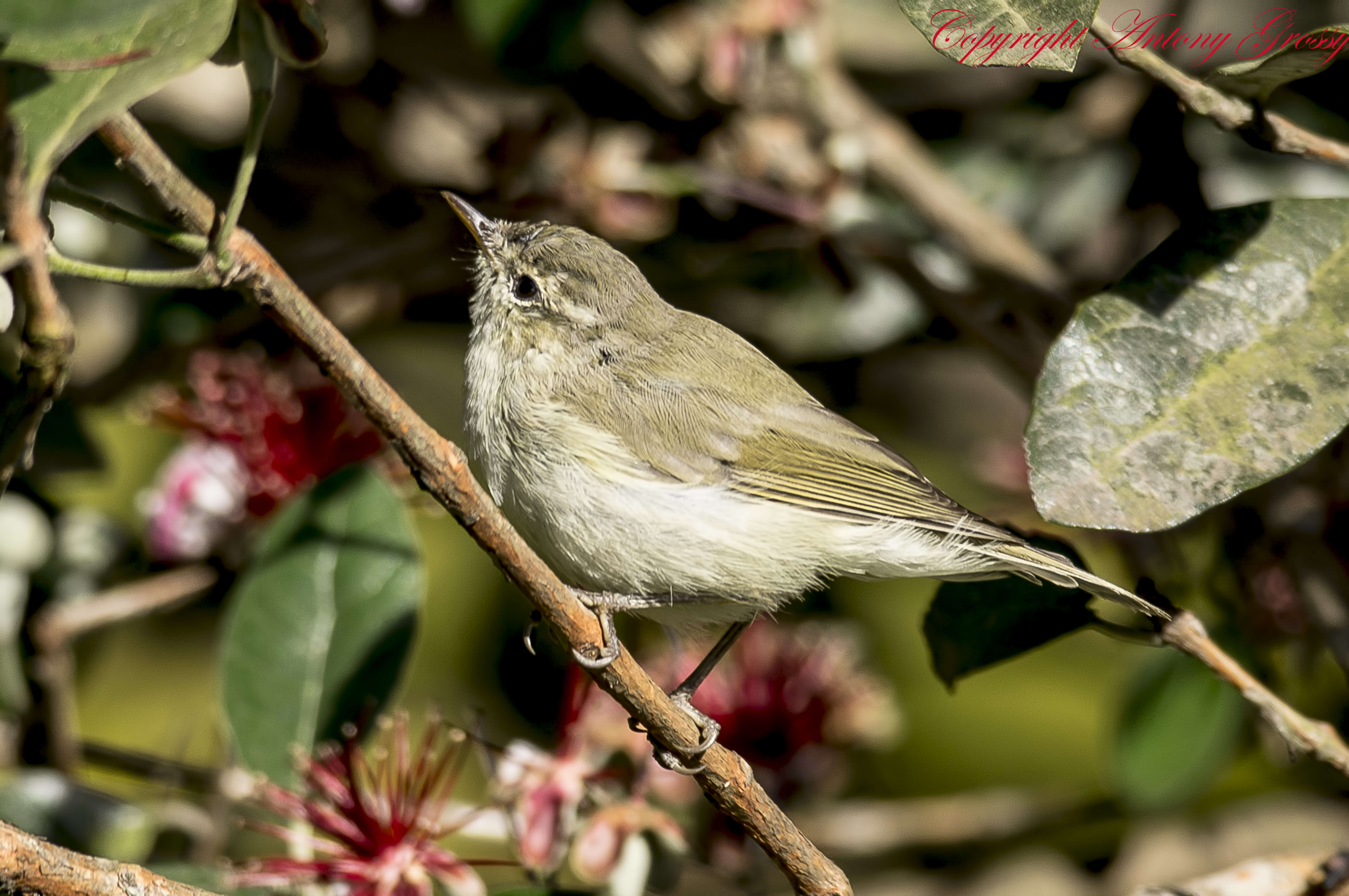 Image of Greenish Warbler