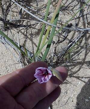 Image of coastal gladiolus