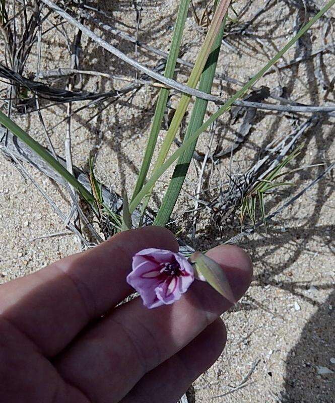 Plancia ëd Gladiolus gueinzii Kunze