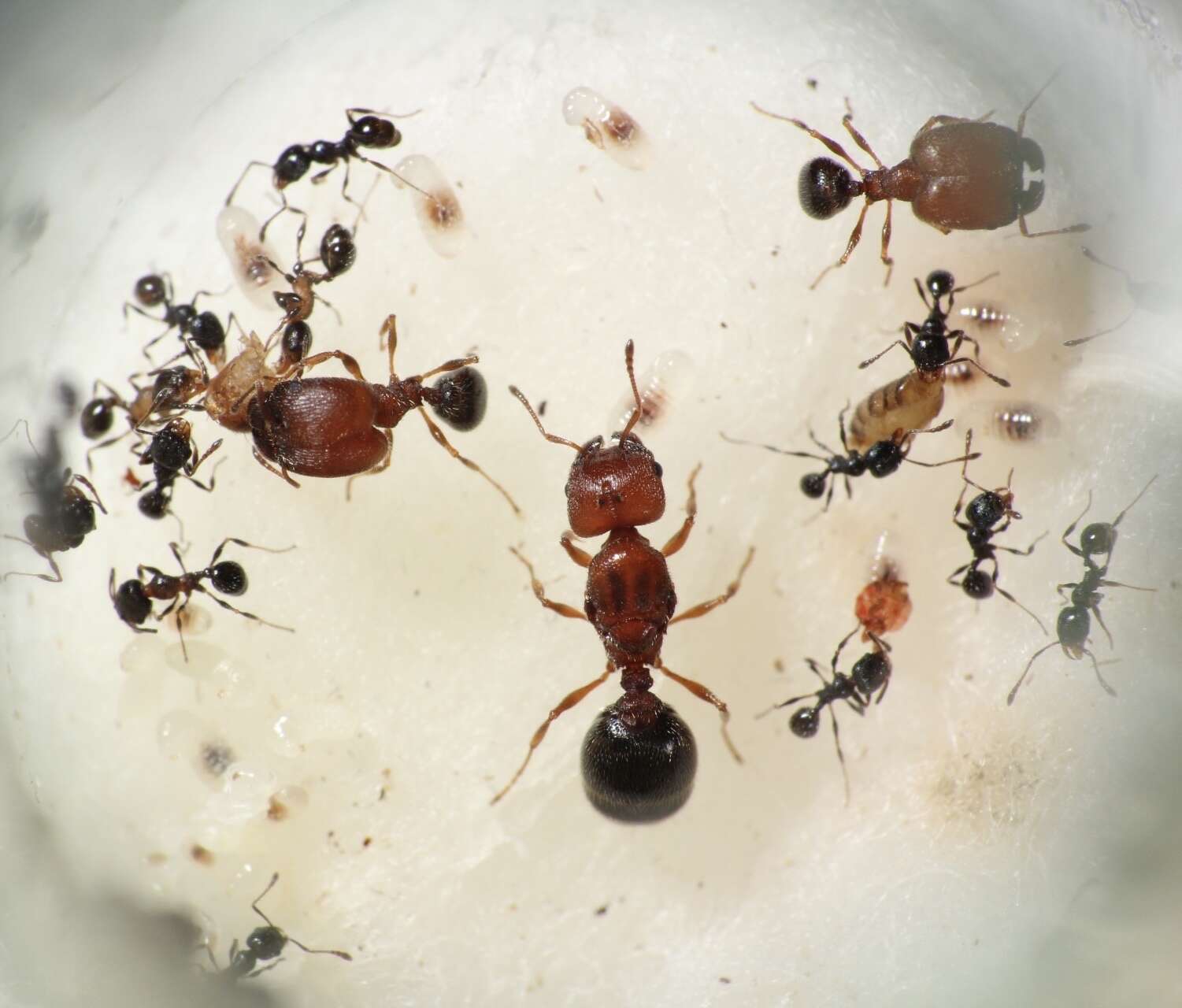 Image of Pheidole littoralis Cole 1952