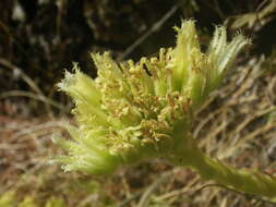 Imagem de Sempervivum globiferum subsp. allionii (Jord. & Fourr) H.