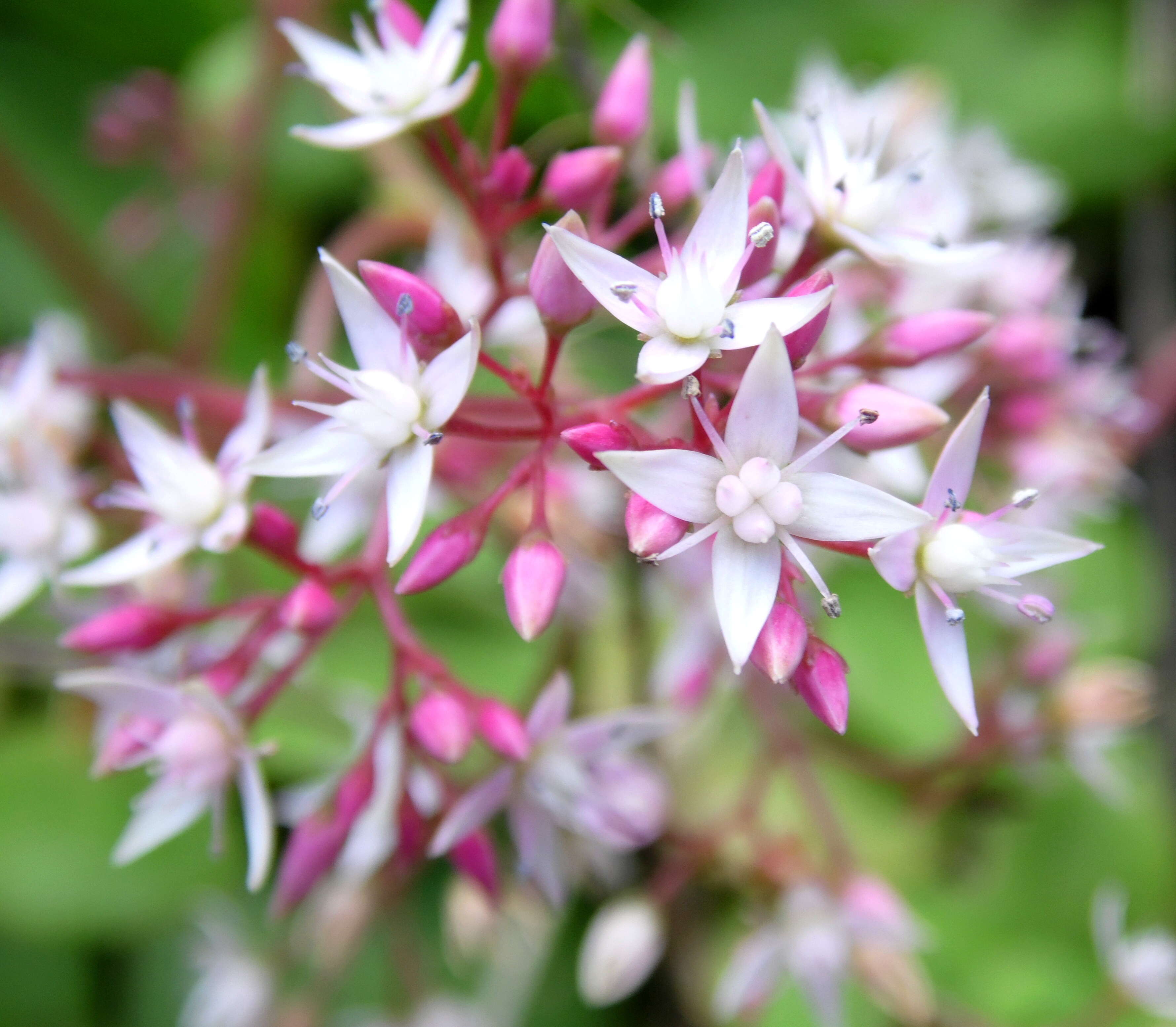 Image of Cape Province pygmyweed