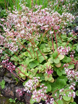 Image of Cape Province pygmyweed