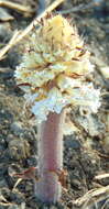 Image de Orobanche crenata Forsskál