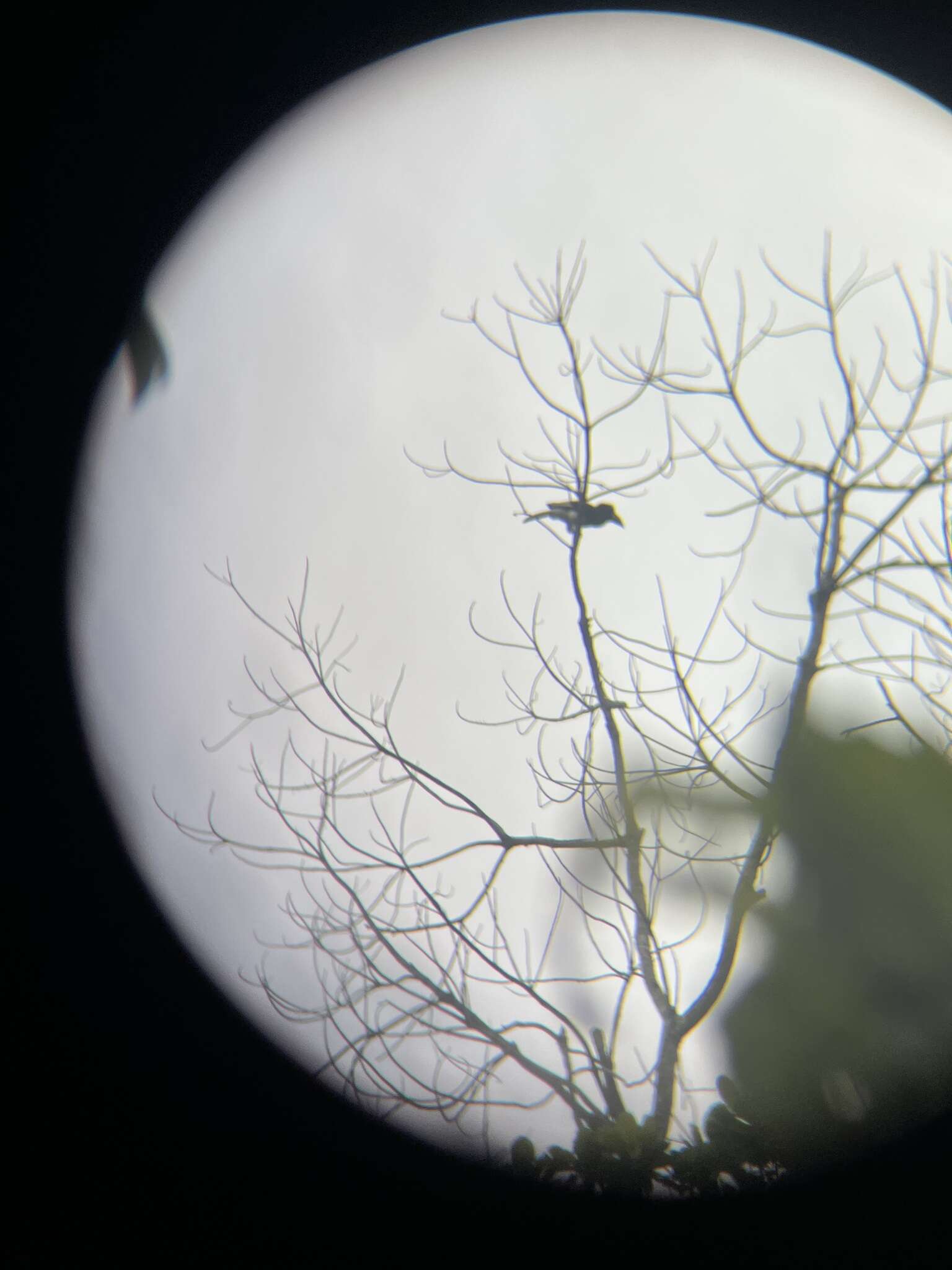 Image of Piping Hornbill