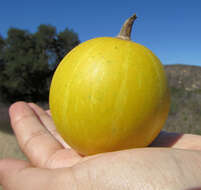 Image of Missouri gourd