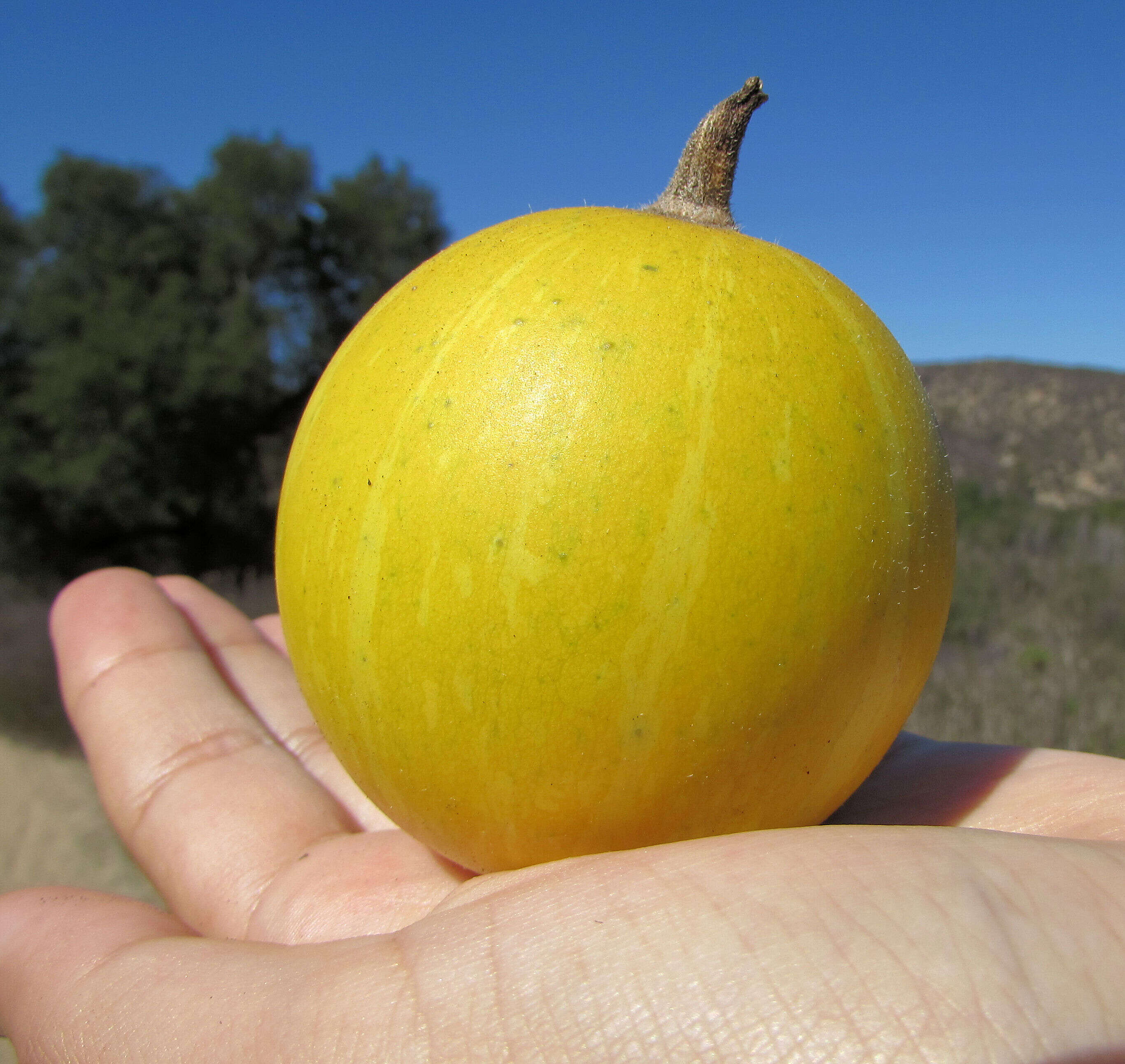 Image of Missouri gourd