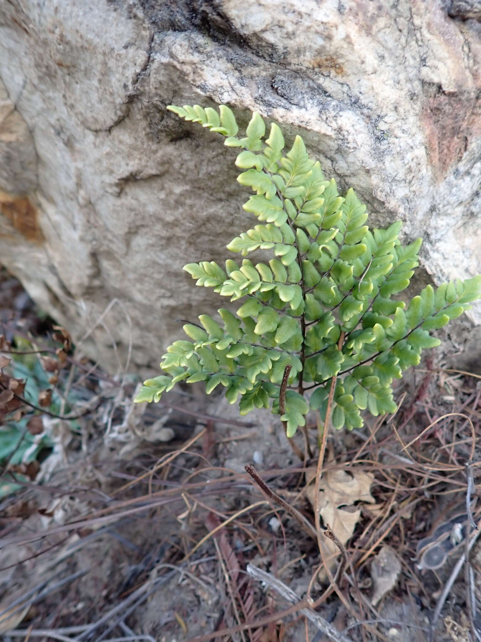 Plancia ëd Oeosporangium