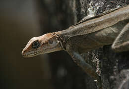 Image of Kashmir Rock Agama