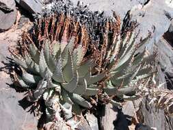 Aloe pachygaster Dinter resmi