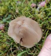 Image de Cuphophyllus fornicatus (Fr.) Lodge, Padamsee & Vizzini 2013