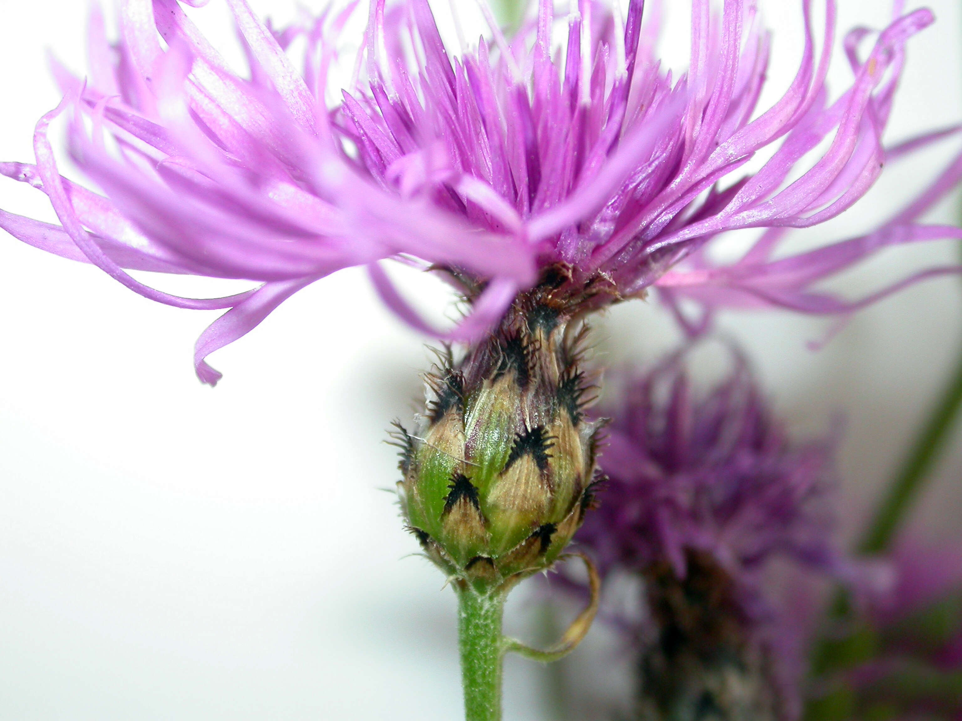 Image of spotted knapweed