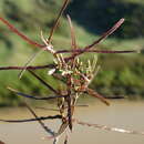 Image of Parsonsia capsularis var. tenuis G. Simpson & J. S. Thomson