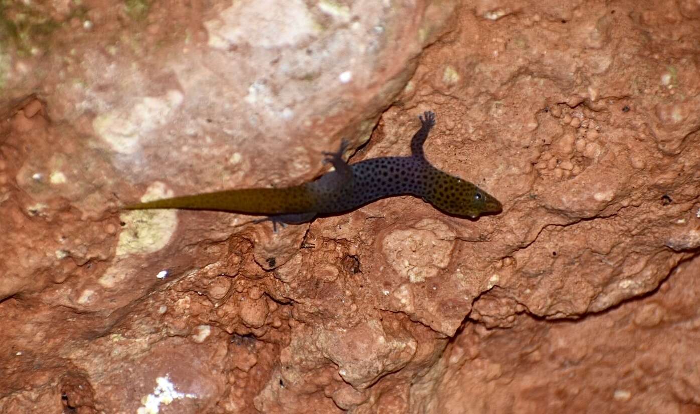 Sphaerodactylus dimorphicus Fong & Diaz 2004 resmi