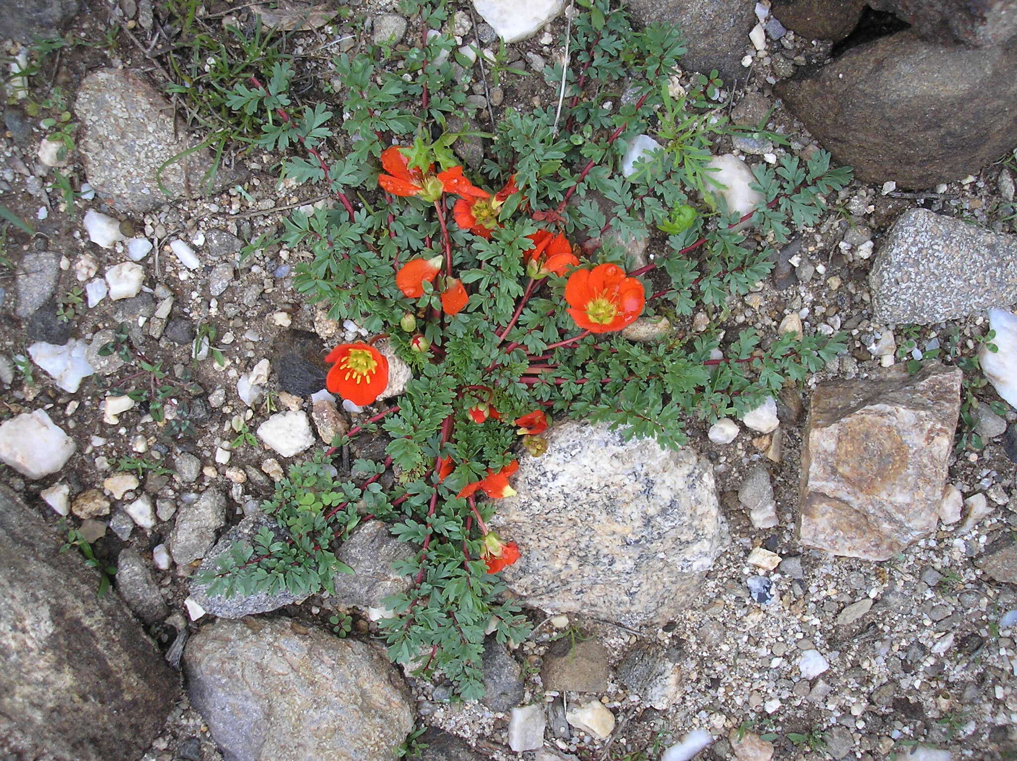 Imagem de Hypseocharis pimpinellifolia Remy