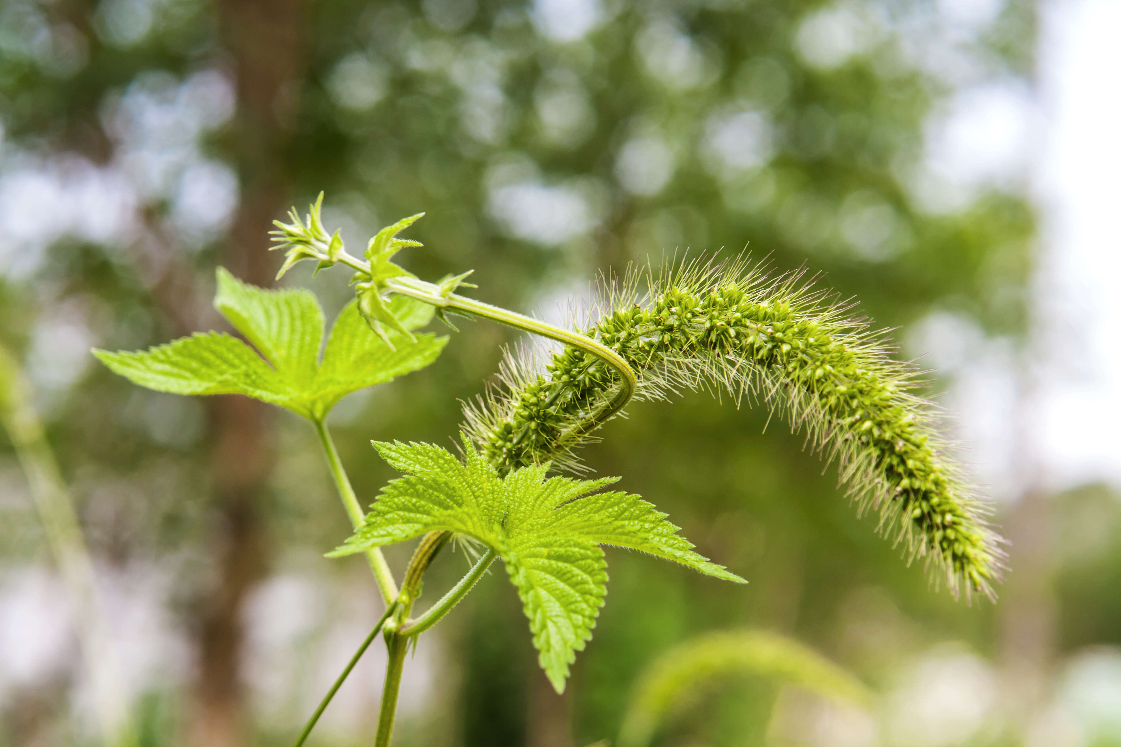 Image de sétaire verte