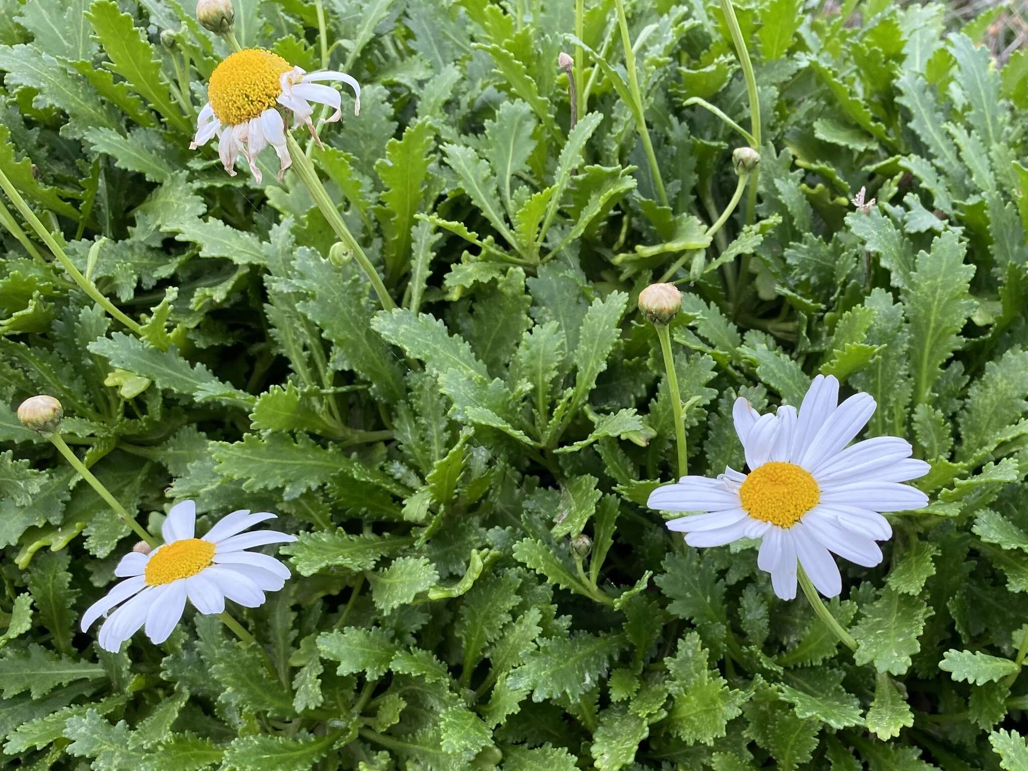 Image of Argyranthemum pinnatifidum subsp. succulentum (Lowe) Humphr.