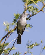 Image of Gray Vireo