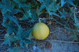 Image of coyote gourd