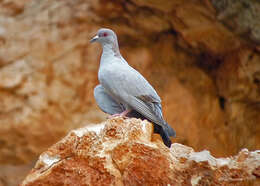 Image of Somali Pigeon