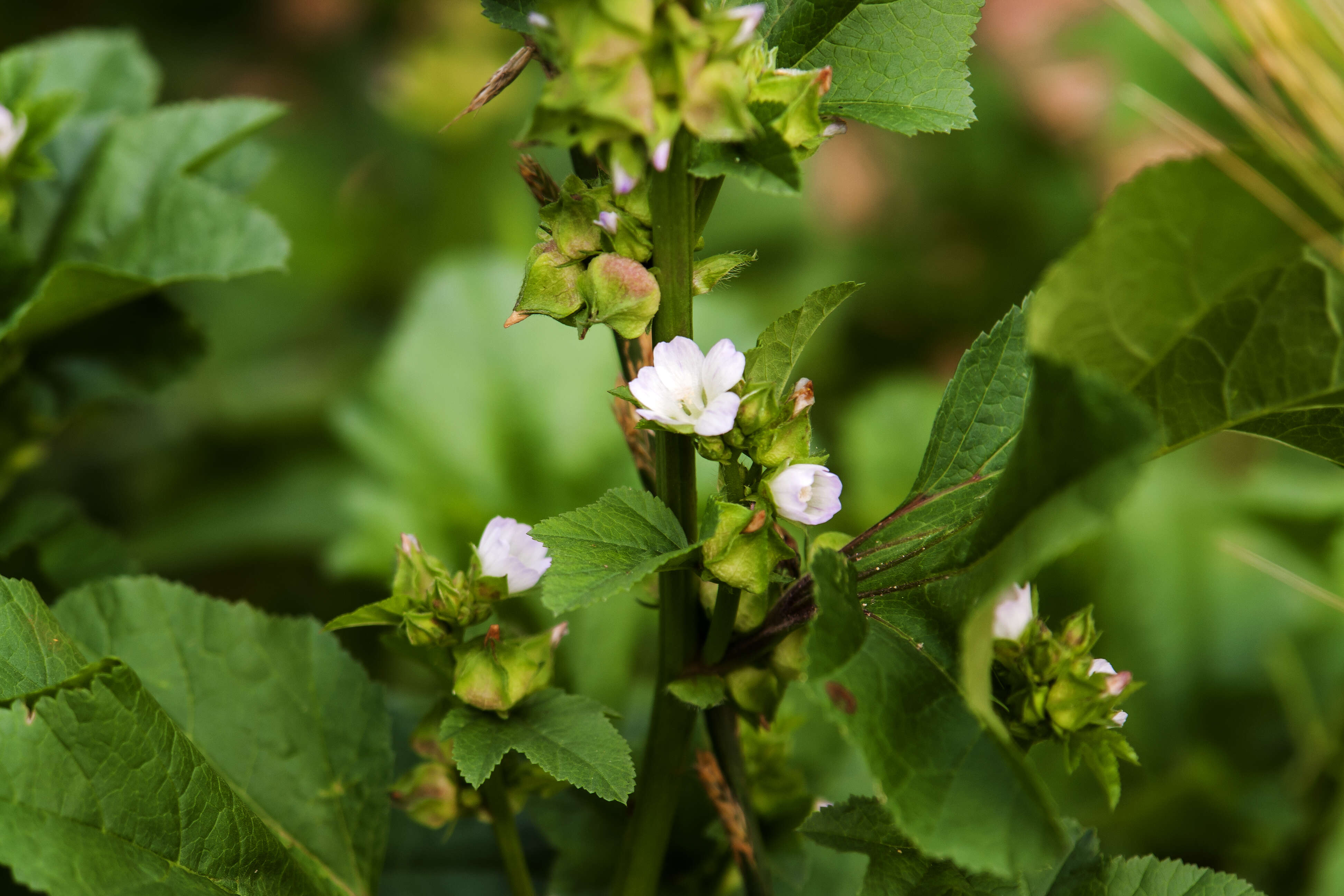 Image de mauve à petites fleurs