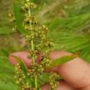 Image of Rumex obtusifolius subsp. sylvestris (Lam.) Celak.