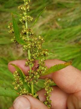 Image of Rumex obtusifolius subsp. sylvestris (Lam.) Celak.