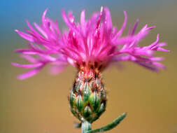 Image of spotted knapweed