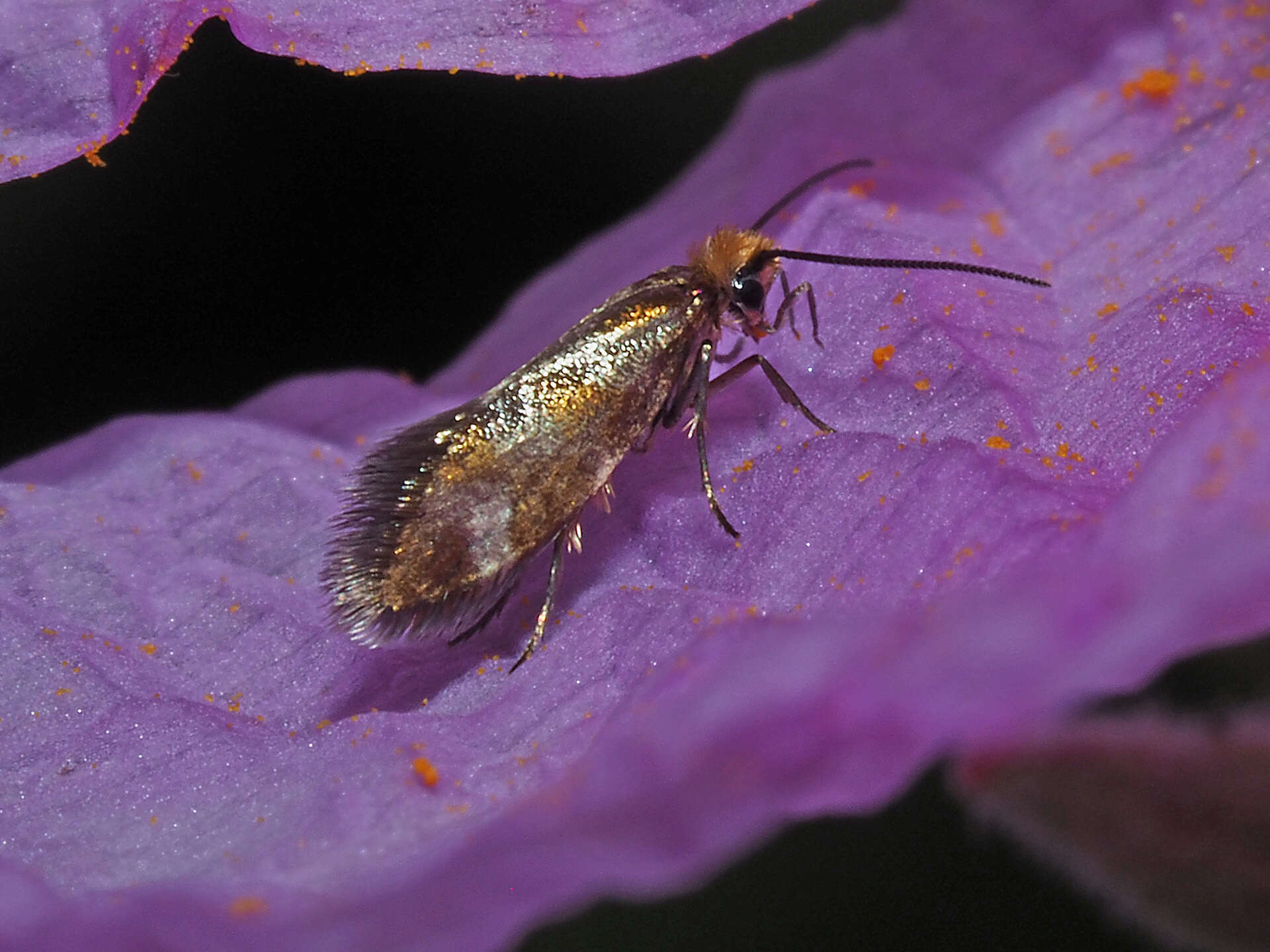 Imagem de Micropterix granatensis Heath 1981