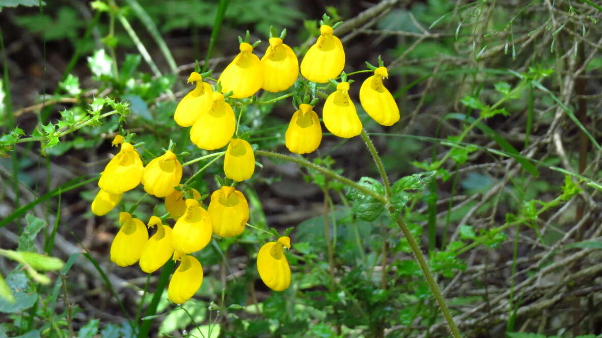 Image of Calceolaria corymbosa Ruiz & Pav.