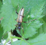 Image of Pidonia lurida (Fabricius 1793)