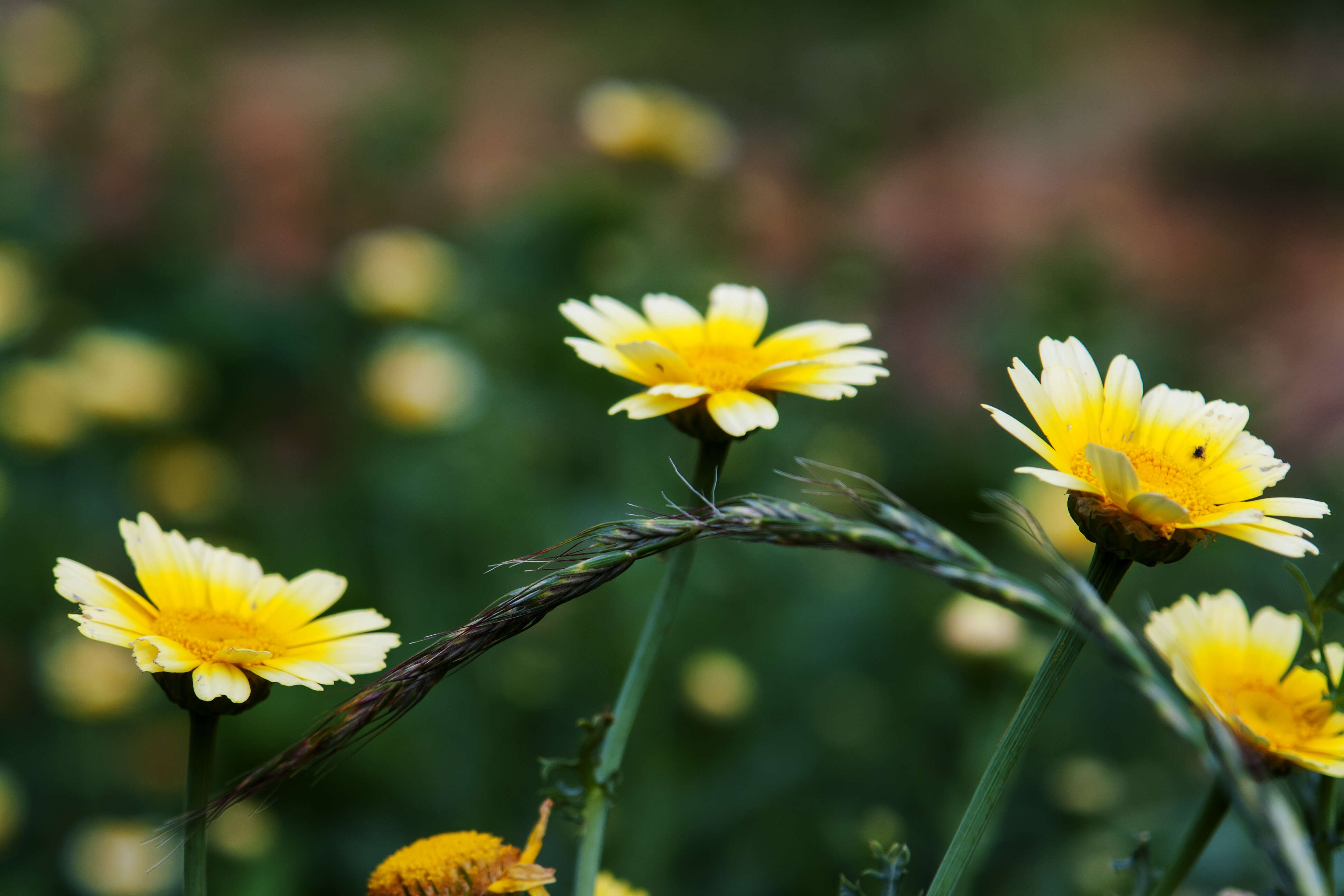 Image of Crown daisy