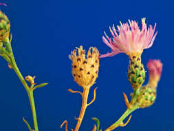 Image of spotted knapweed