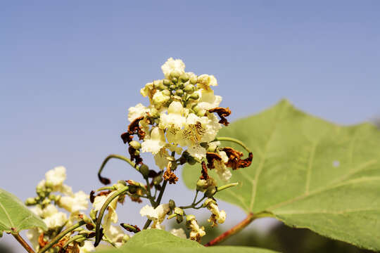 Image of Chinese catalpa