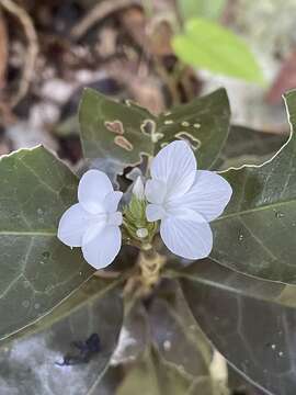 Image of Stenandrium nanum (Standl.) T. F. Daniel