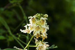 Image of Chinese catalpa