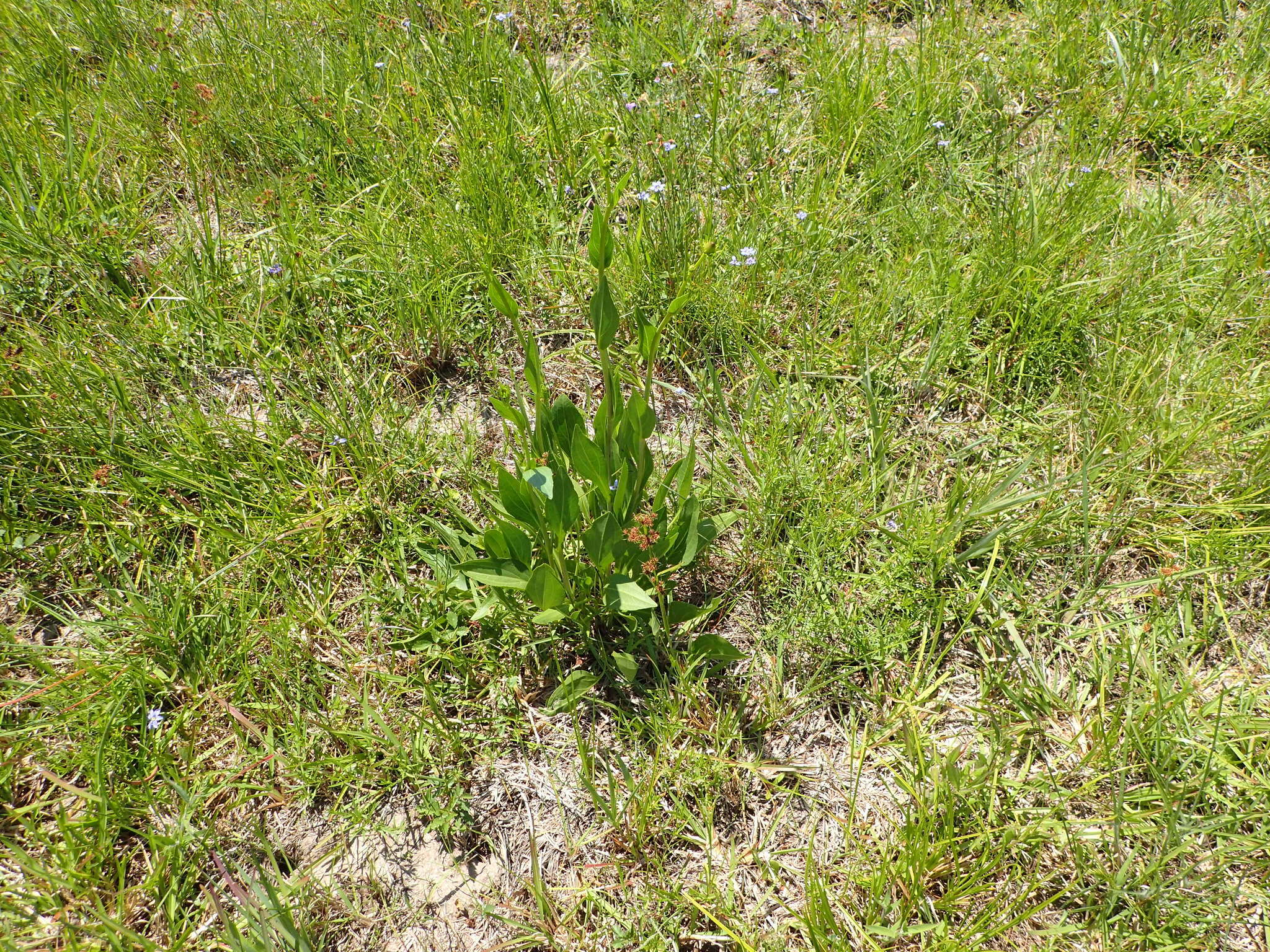 Image of Texas coneflower