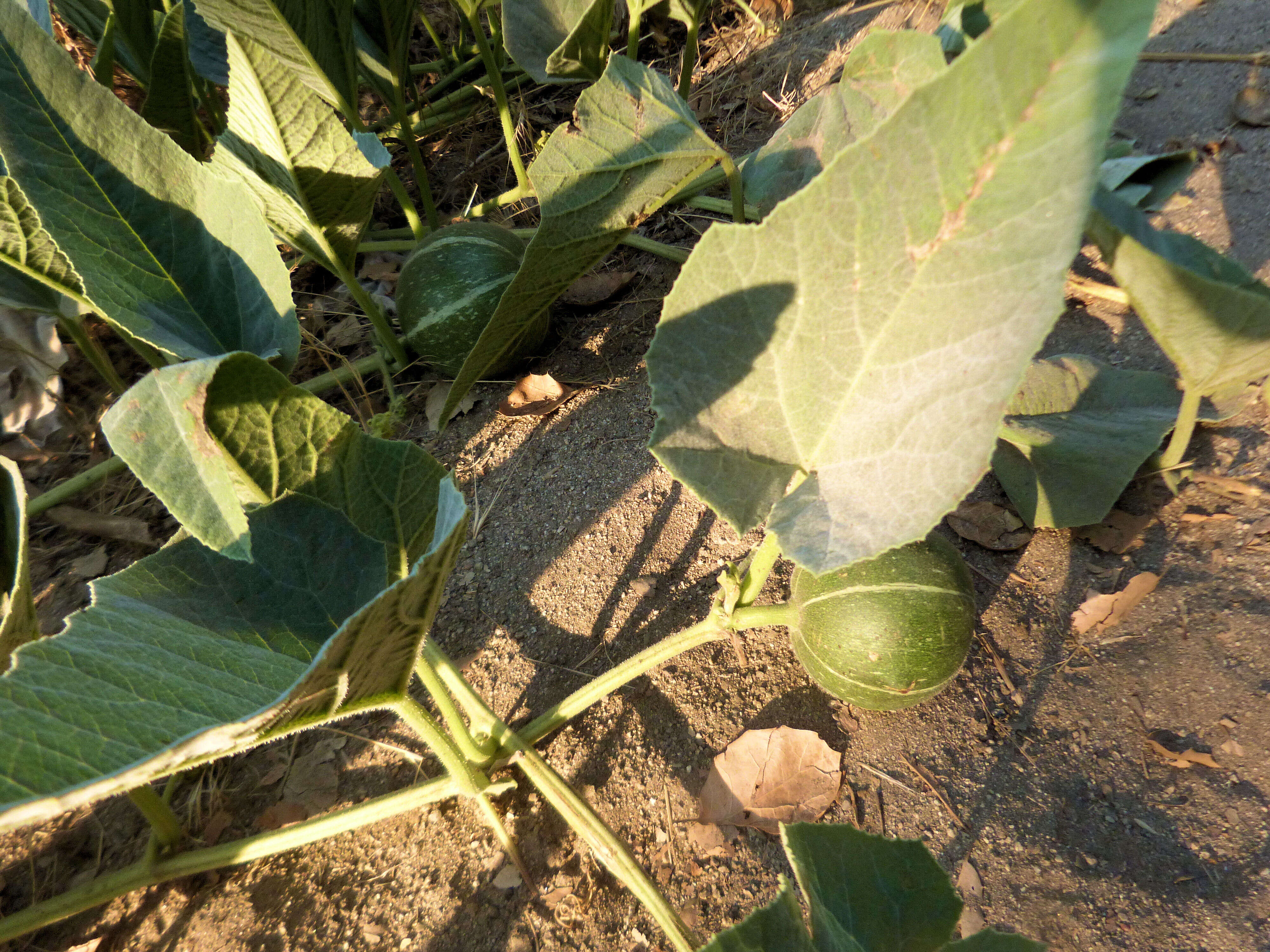 Image of Missouri gourd