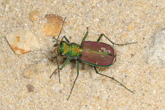 Imagem de Cicindela (Cicindela) splendida Hentz 1830