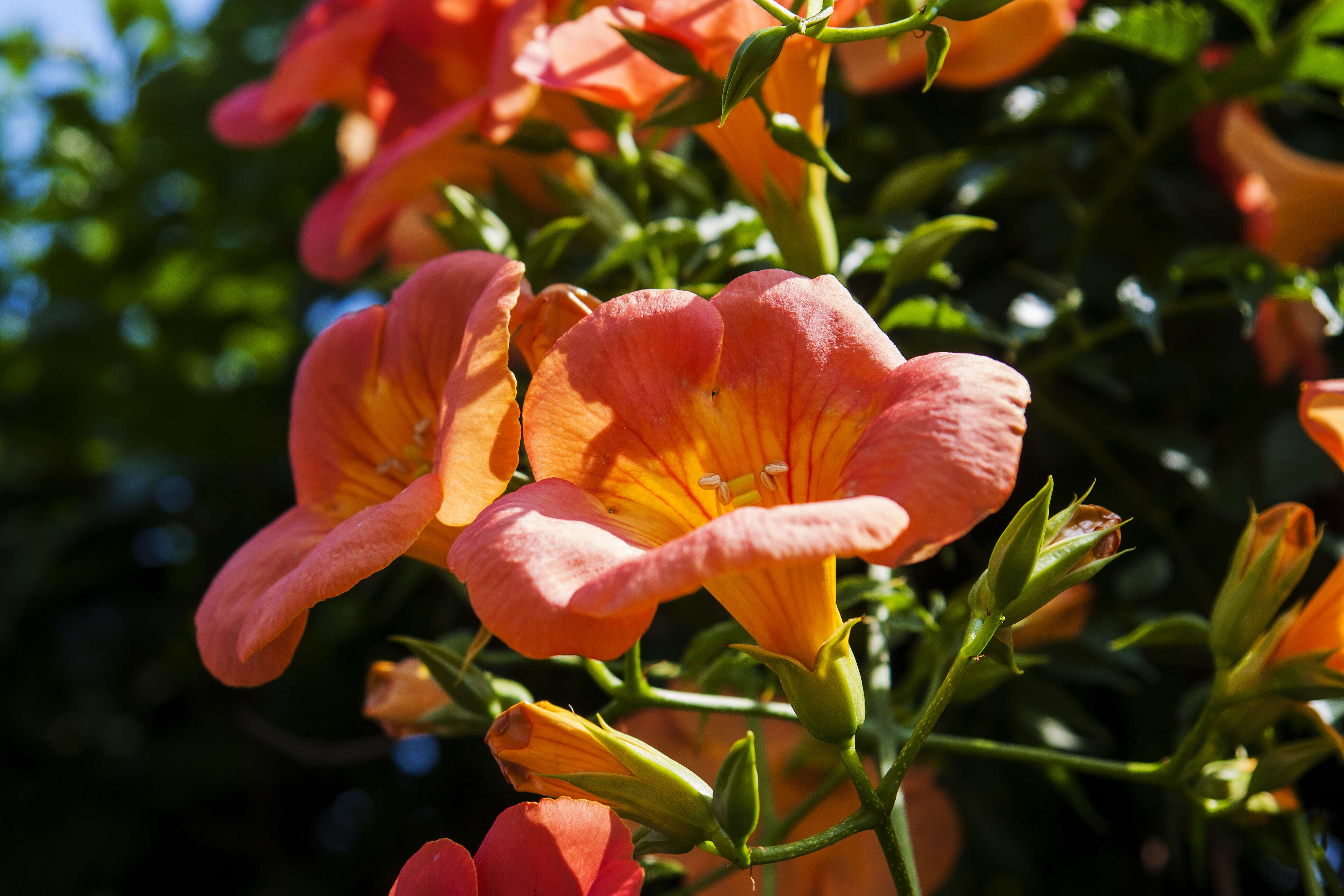 Image of Chinese Trumpet Vine