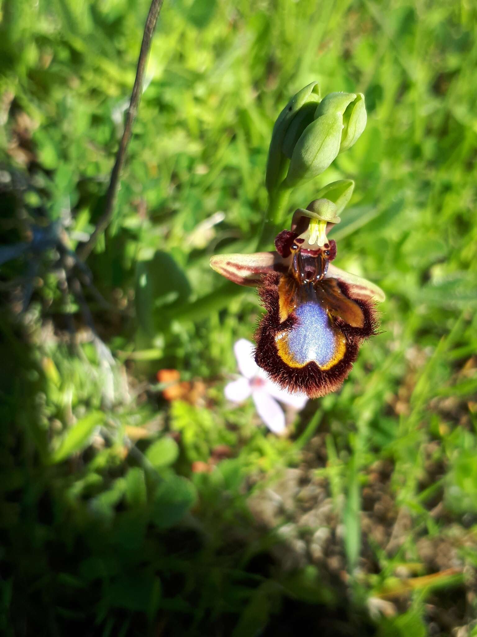 Image of Ophrys speculum subsp. speculum