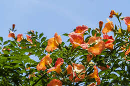 Image of Chinese Trumpet Vine