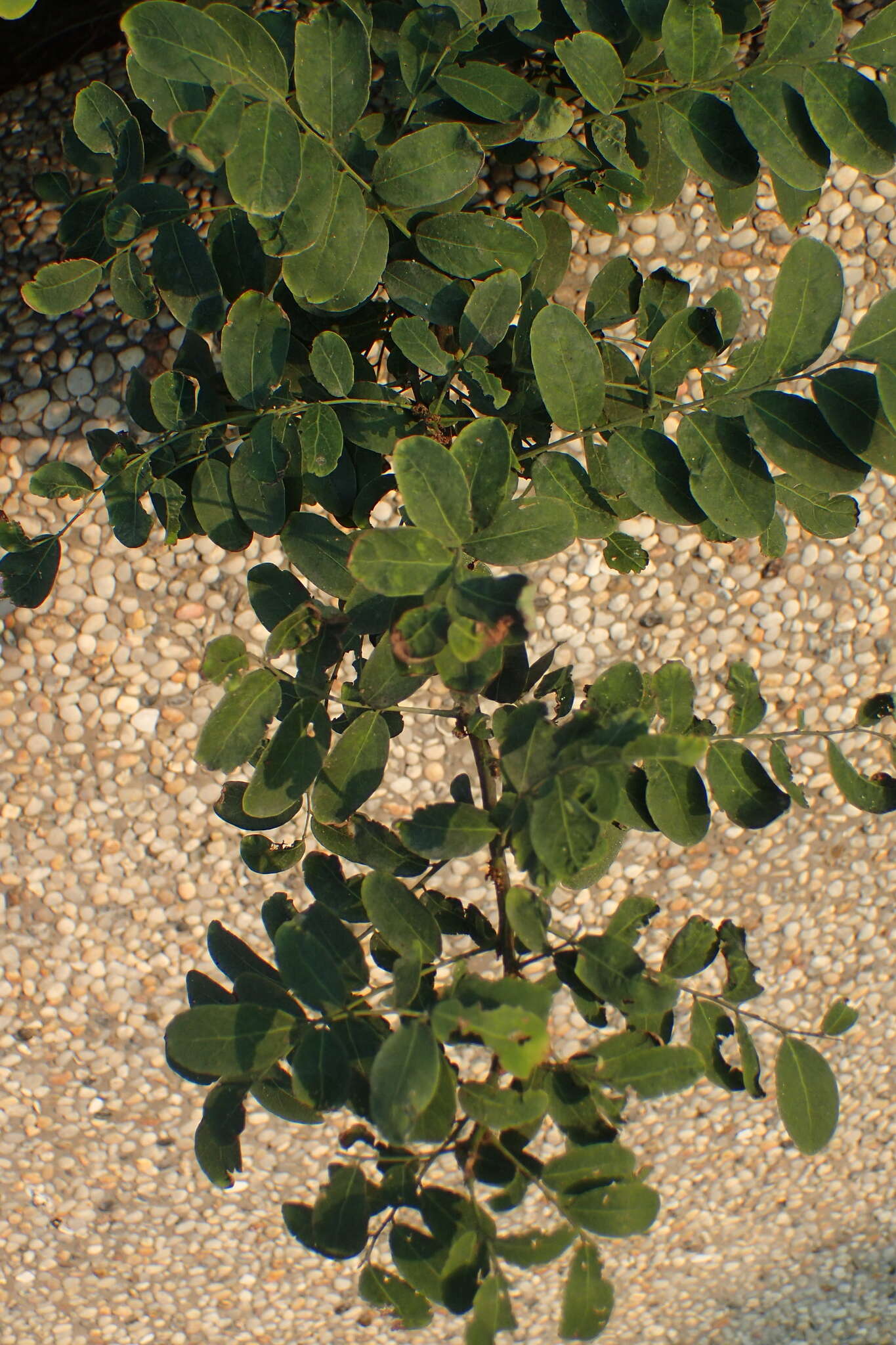 Image de Phyllanthus reticulatus Poir.