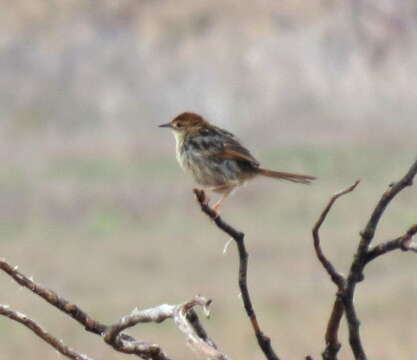 Image of Lesser Black-backed Cisticola