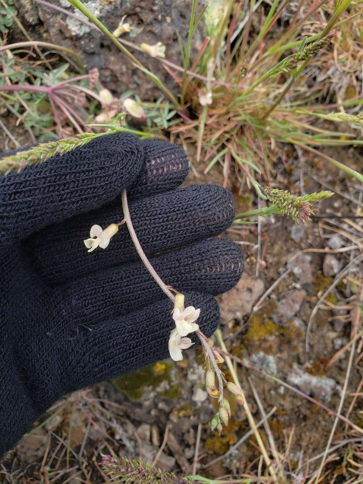 Imagem de Astragalus atratus var. inseptus Barneby