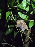 Image of Choco Screech Owl