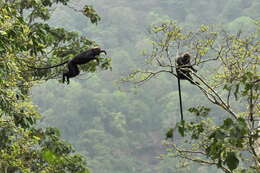 Image of Black Leaf Monkey