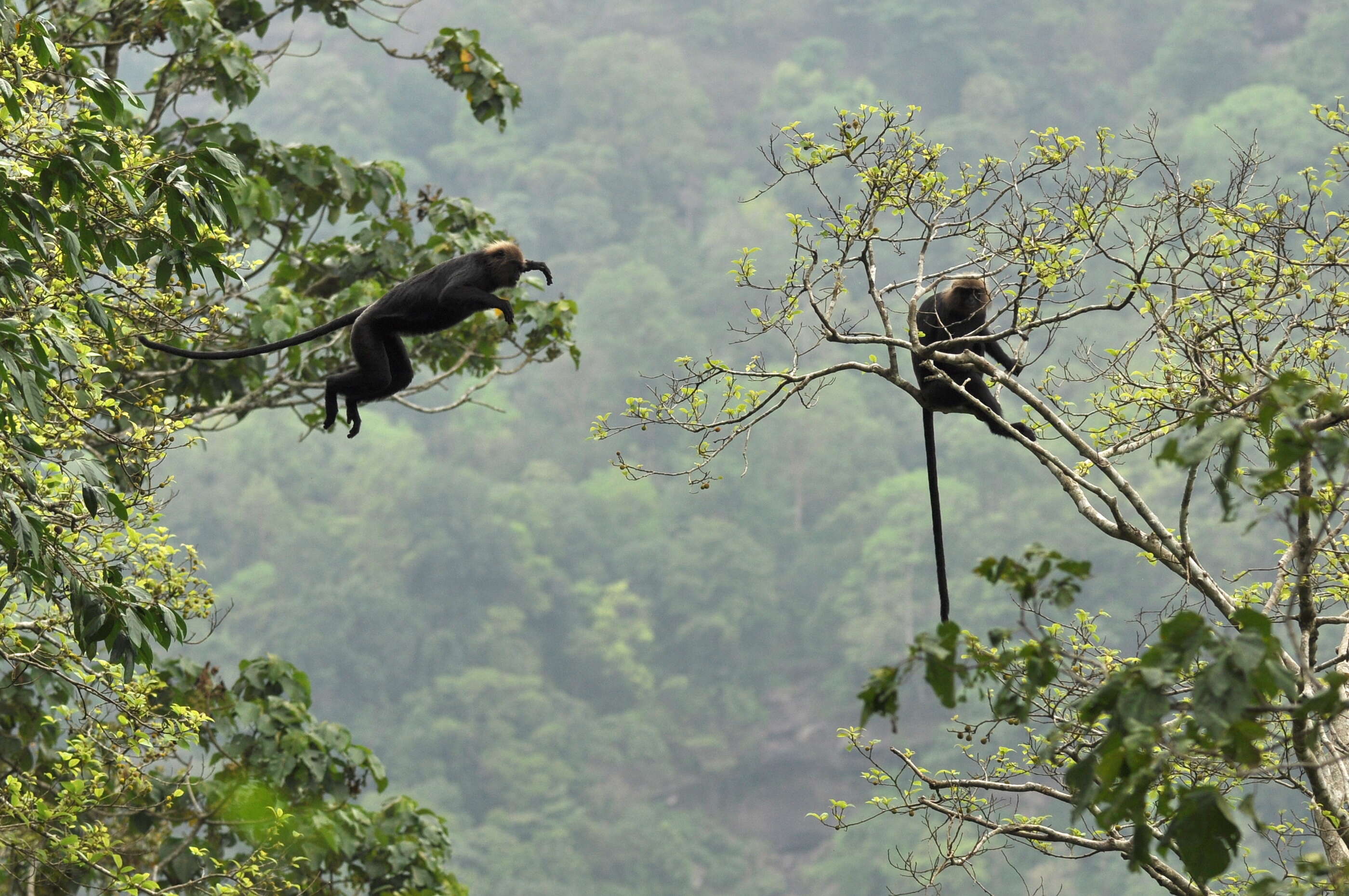 Image of Black Leaf Monkey