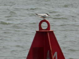 Image of Common Tern